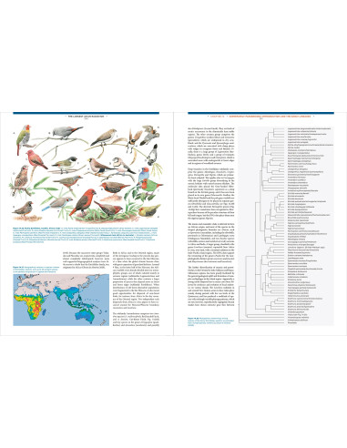 The Largest Avian Radiation