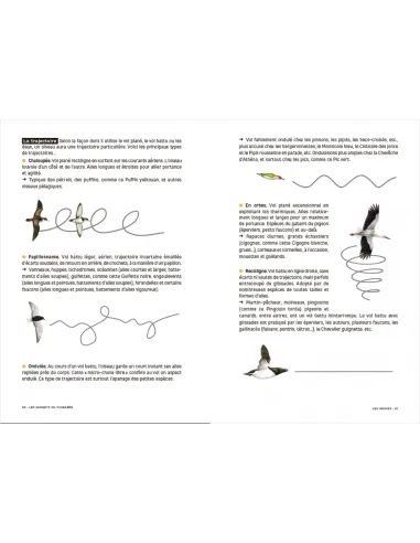 Les Carnets du Scarabée - Oiseaux