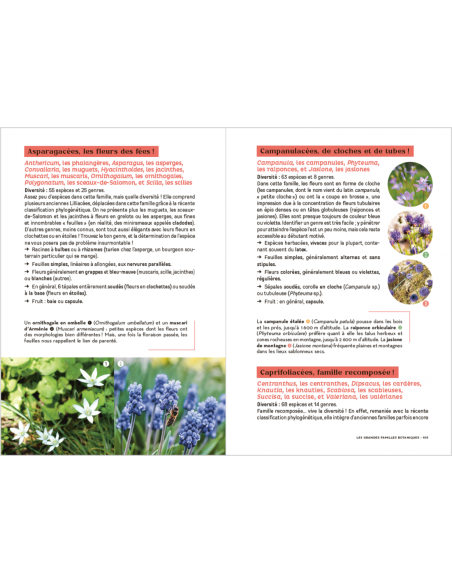 Les Carnets du Scarabée - Fleurs sauvages