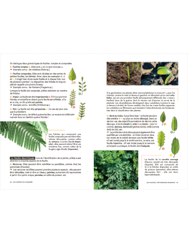 Les Carnets du Scarabée - Fleurs sauvages