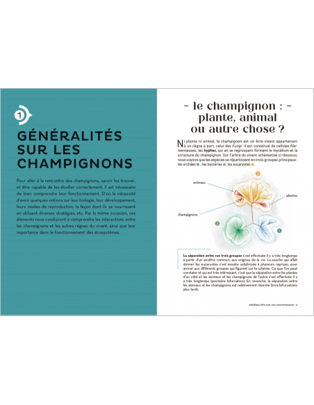 Les Carnets du Scarabée - Champignons