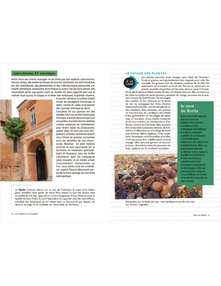 Les Carnets du Scarabée - Arbres