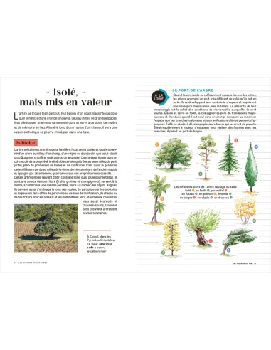 Les Carnets du Scarabée - Arbres