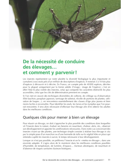 Des plantes et leurs insectes
