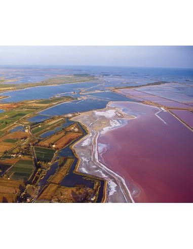 Oiseaux au fil d’étangs : à la...