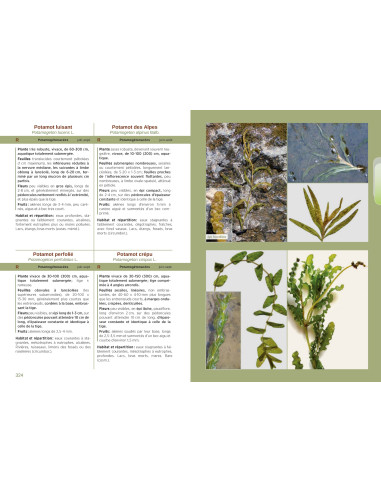 Les Plantes de Dordognne