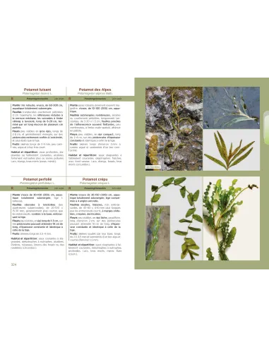 Plantes des causses et des truffières...