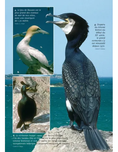 Les Oiseaux marins nicheurs de Bretagne