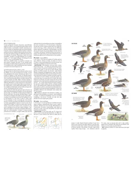 Le guide ornitho (3ème édition) - Le guide des oiseaux d'Europe, d'Afrique du Nord et du Moyen-Orient