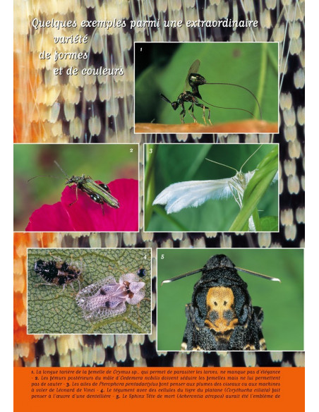 Les invertébrés continentaux de Bretagne