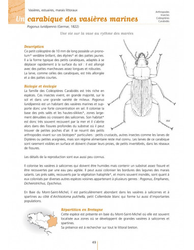 Les invertébrés continentaux de Bretagne