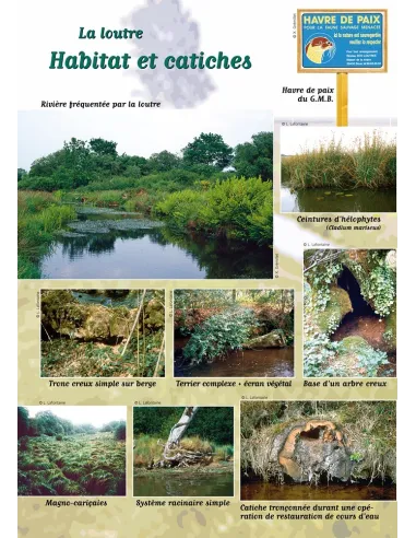 Loutre et autres mammifères...