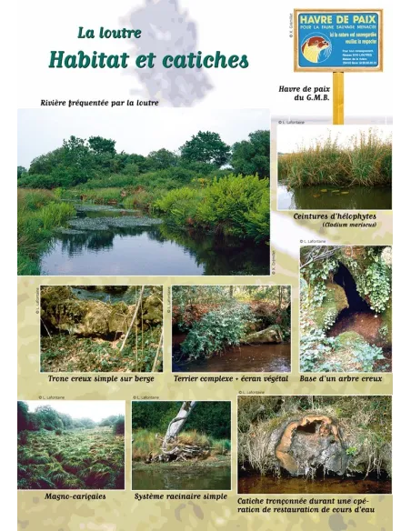 Loutre et autres mammifères aquatiques de Bretagne
