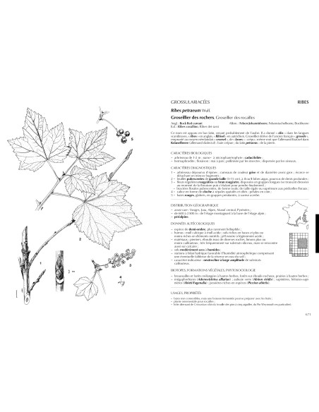 FLORE FORESTIERE FRANCAISE - TOME 2 Montagnes