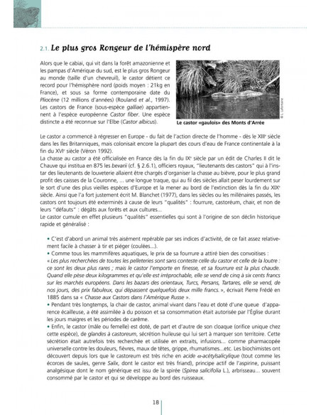 Loutre et autres mammifères aquatiques de Bretagne