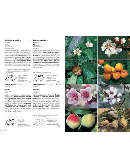 Flora Helvetica - Flore illustrée de Suisse - 6ème édition