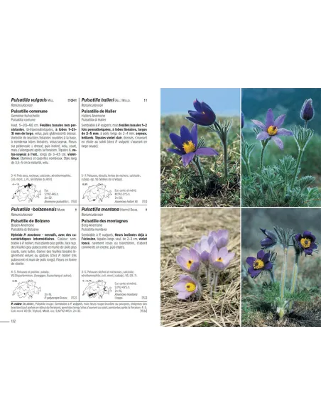 Flora Helvetica - Flore illustrée de Suisse - 6ème édition