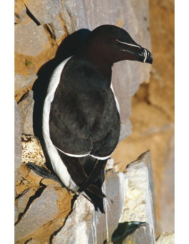 Oiseaux marins nicheurs de France Métropolitaine (1960-2000)