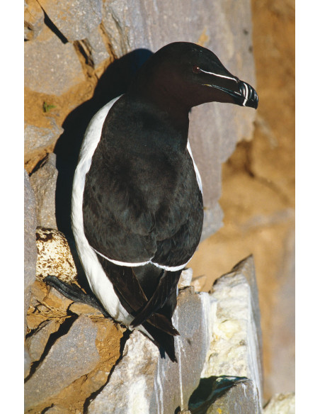 Oiseaux marins nicheurs de France Métropolitaine (1960-2000)