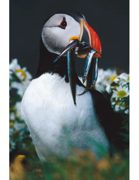 Oiseaux marins nicheurs de France Métropolitaine (1960-2000)