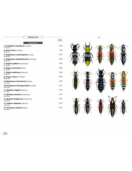 Coléoptères d'Europe, Scarabées, Hannetons, Staphylins, Volume 2 - Polyphaga