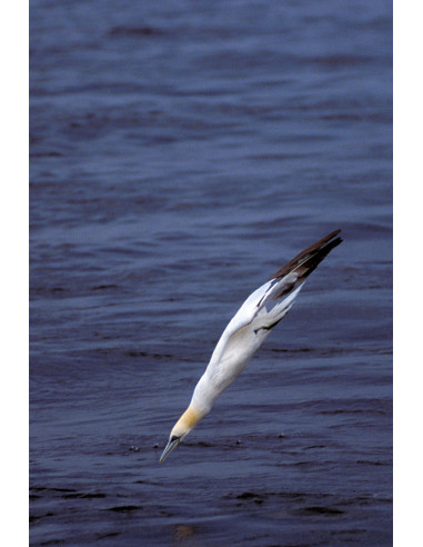 Oiseaux marins nicheurs de France Métropolitaine (1960-2000)