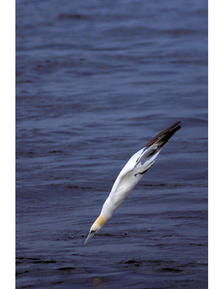 Oiseaux marins nicheurs de France Métropolitaine (1960-2000)
