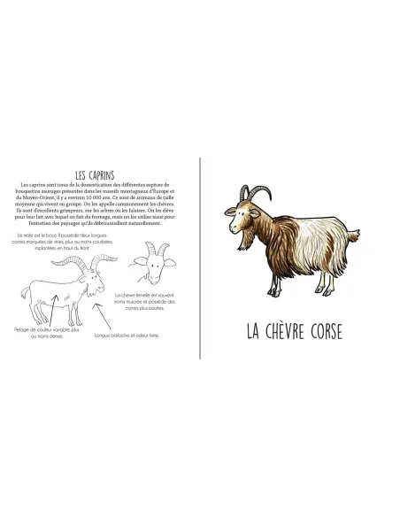 Les animaux agricoles