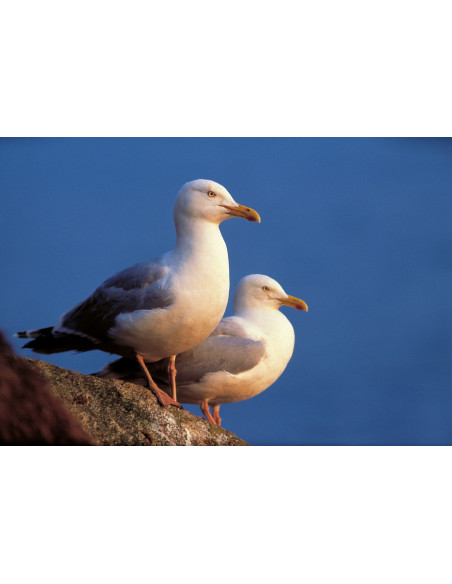 Oiseaux marins nicheurs de France Métropolitaine (1960-2000)