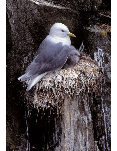 Oiseaux marins nicheurs de France Métropolitaine (1960-2000)