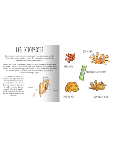 Les animaux de la Méditerranée