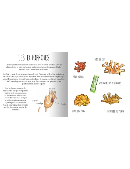 Les animaux de la Méditerranée