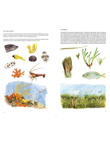 Guide illustré de la faune de...