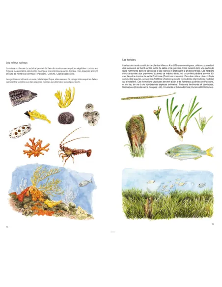 Guide illustré de la faune de Méditerranée