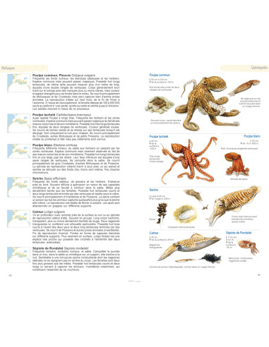 Guide illustré de la faune de Méditerranée