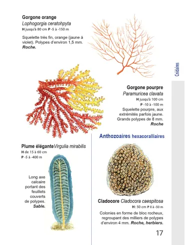 Faune et flore de Méditerranée, guide...