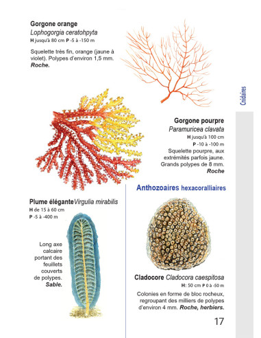 Faune et flore de Méditerranée, guide immergeable