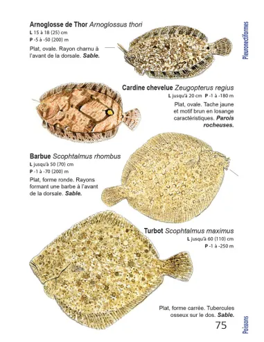 Faune et flore de Méditerranée, guide...