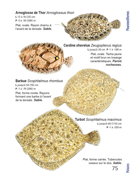 Faune et flore de Méditerranée, guide immergeable