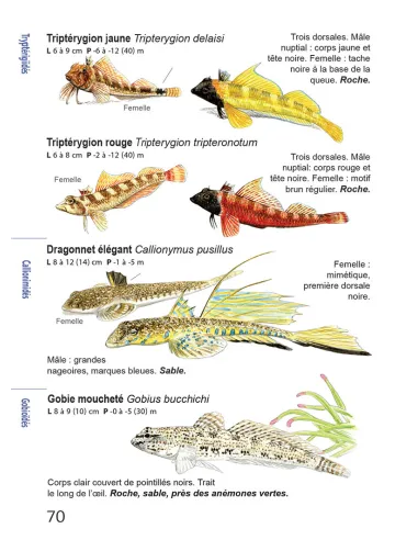 Faune et flore de Méditerranée, guide...