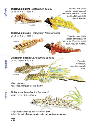 Faune et flore de Méditerranée, guide immergeable