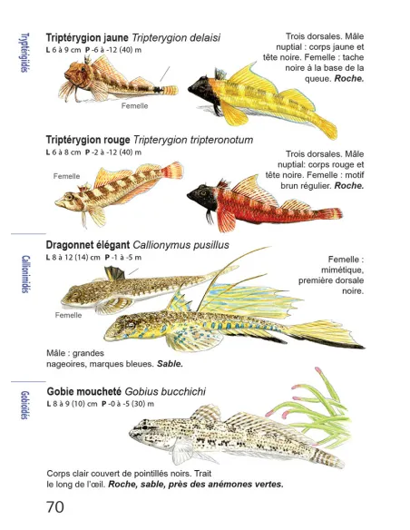 Faune et flore de Méditerranée, guide immergeable