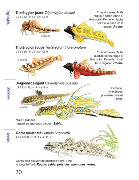 Faune et flore de Méditerranée, guide immergeable