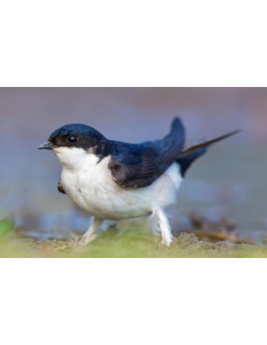 Nid double en béton de bois et planchettes de bois pour hirondelles de fenêtre