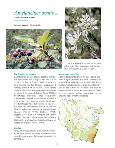 Les Plantes protégées de Lorraine