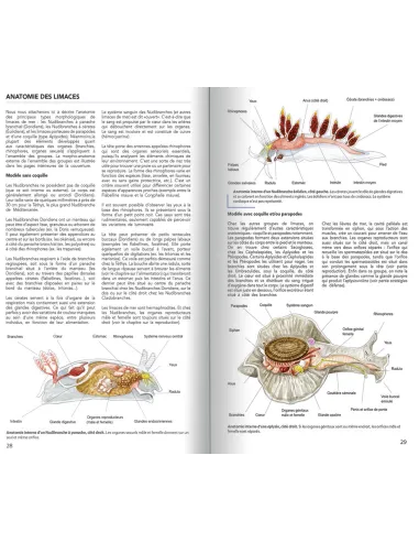 Guide des Limaces de mer, nudibranches et autres groupes, de Méditerranée française et alentours