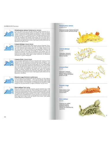 Guide des Limaces de mer, nudibranches et autres groupes, de Méditerranée française et alentours