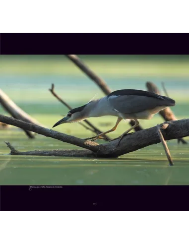 L'Allier, rivière à plumes