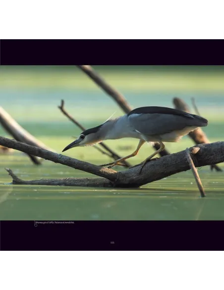 L'Allier, rivière à plumes