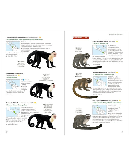 Neotropical Primates